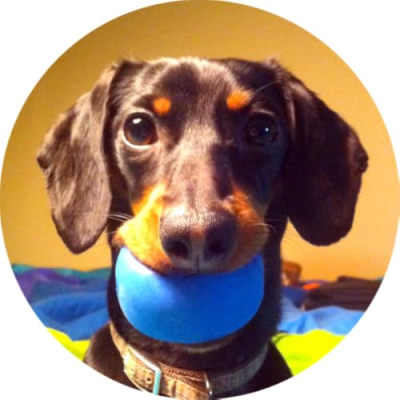 Crusoe the Celebrity Dachshund Profile