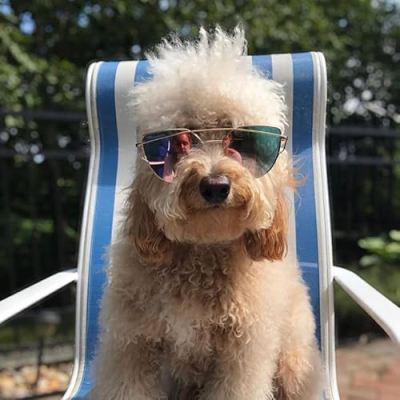 Nocci The Goldendoodle Profile