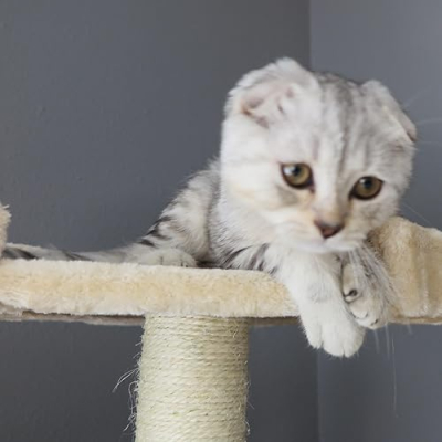 Macaiyla’s Store Front Profile