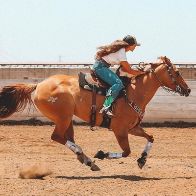 1D Performance Horses Profile