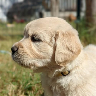 Lily the Golden Girl Profile