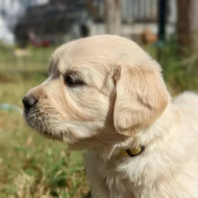 Lily the Golden Girl