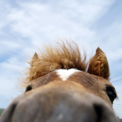DiscoverTheHorse