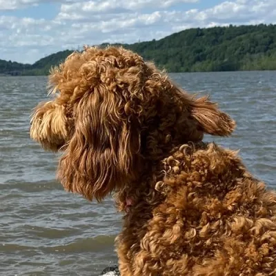 Mandcdoodlesofmaryland