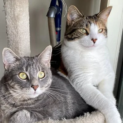 Veronica and the Baby Boo