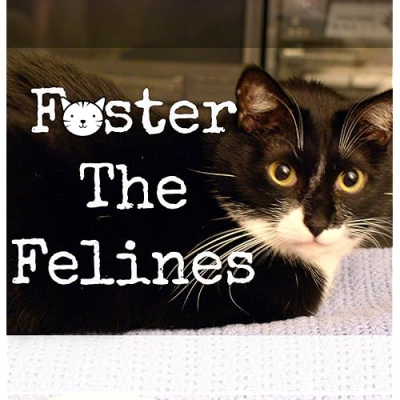 Foster The Felines Profile