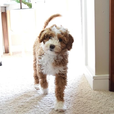 Pepper Doodle Profile