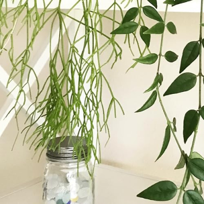 The Cheeky Seedling Profile