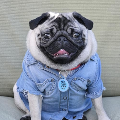 Pickles Da Pug Profile