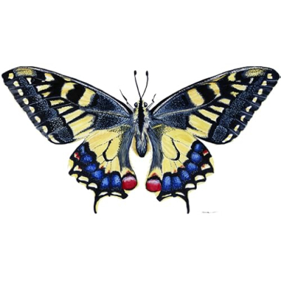 There Be Mountains Profile