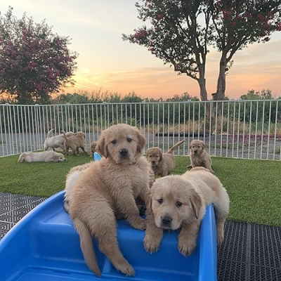 California Golden Retrievers Profile