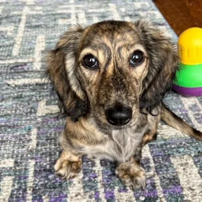 Vienna the Chicago Doxie