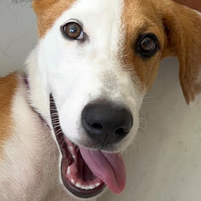 Esperanza Animal Profile