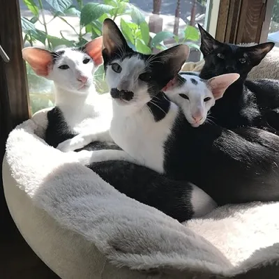 What’s in store with the hobbikats