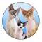 Rockstar Cat Family Favorites Profile