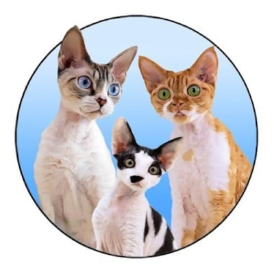 Rockstar Cat Family Favorites Profile
