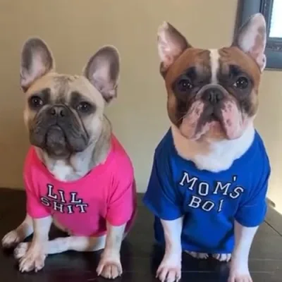 Finn The French Burrito