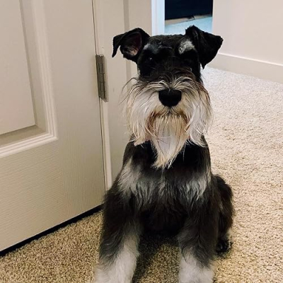 Winston & JoJo’s Stuff Profile