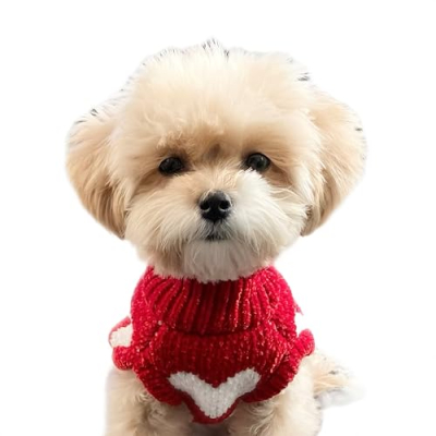 Mabel the Teacup Maltipoo Profile