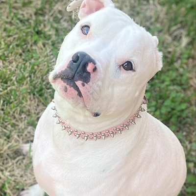 All Things Pets&Home Profile