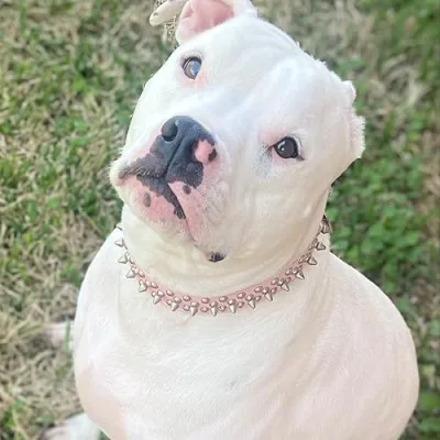 All Things Pets&Home