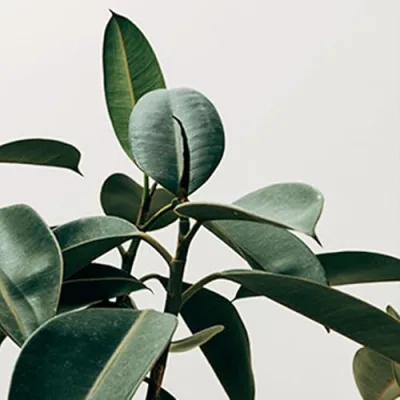 THE REMEDY HEALTH & WELLNESS