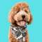 Welcome to Finn's Faves! Profile