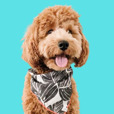 Welcome to Finn's Faves! Profile