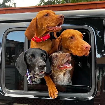 The Birddog Pack