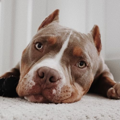 Bronson the Bully Profile