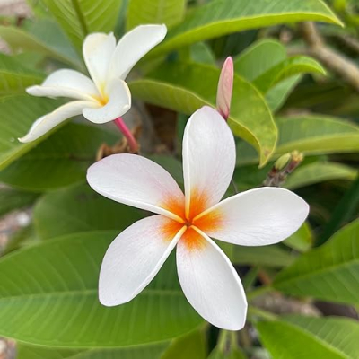 Evie & Poppy Profile