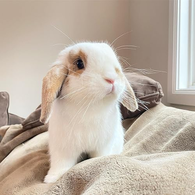 Lola the cutest lop Profile
