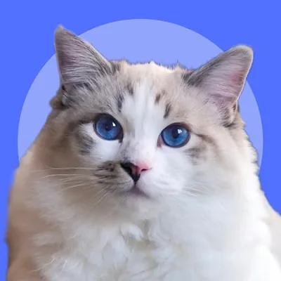 Sir George the Ragdoll