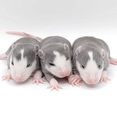 Evolution Rattery Profile