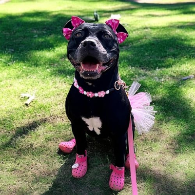 Akira Black Pit Profile