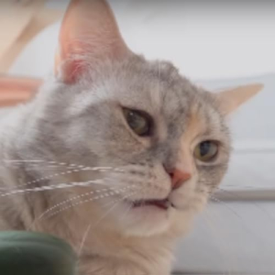 Blisschen's Cat Café Profile