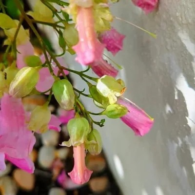 Necessary & Essentials, Naturally smarter