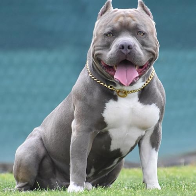 Rome Bullies Boutique Profile