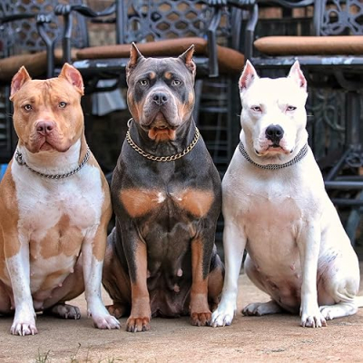 The Bully District Profile