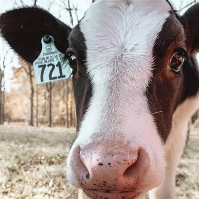 Our Homesteading Family Profile