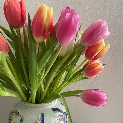 lucky peacock designs