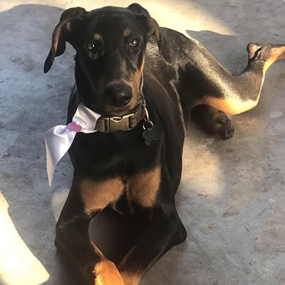 Long.ears.doberman Profile