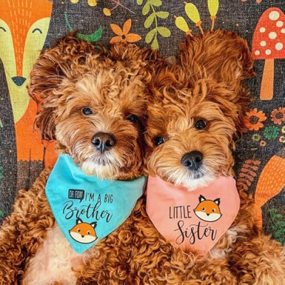 Cavapoo Siblings - Kaden and Addie Profile