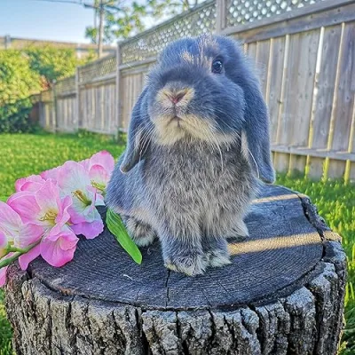 Blueberry the Bunny