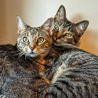 The Cat Chaddy Profile