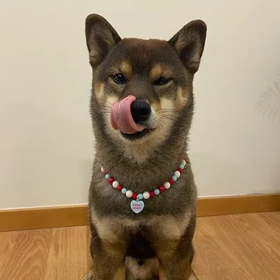 Kuma Sesame Shiba
