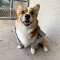Beebo the Corgi