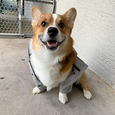Beebo the Corgi Profile