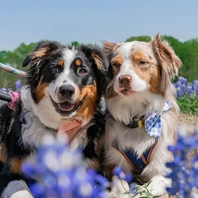 Bridget, Winston, & Willow