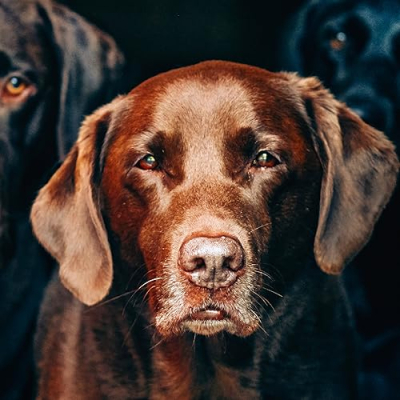 Southern Pro Kennel Profile